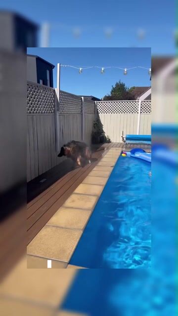 Top 5 funny animals voice over