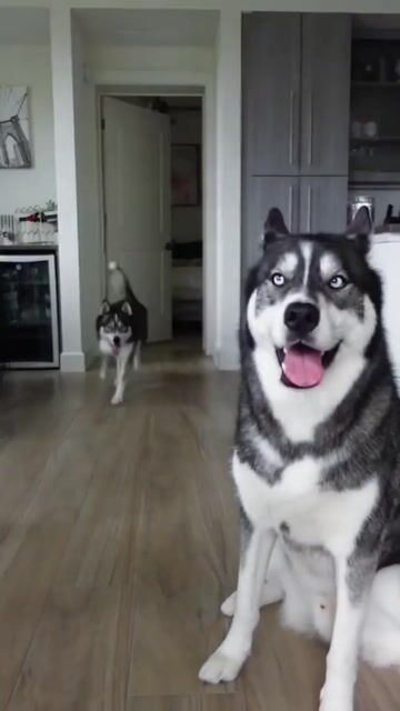 funny dogs