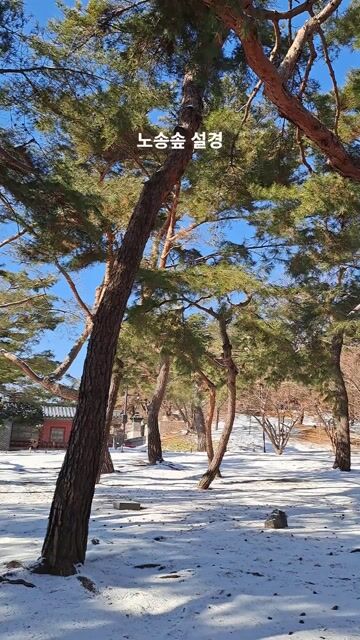 노송숲